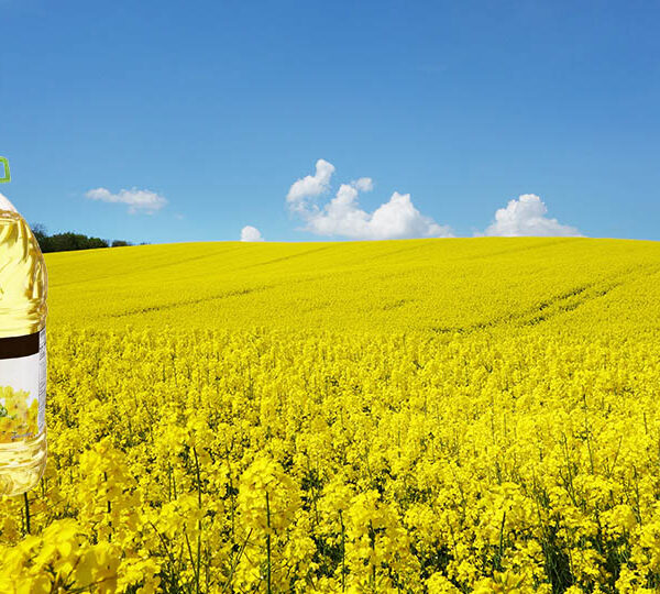 What you need to know about rapeseed oil