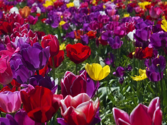 Everything you need to know about tulips