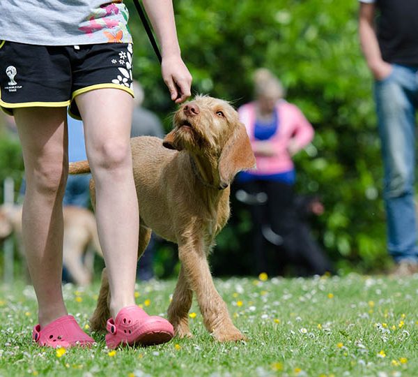 Dog training – a paw in the right direction for your furry friend